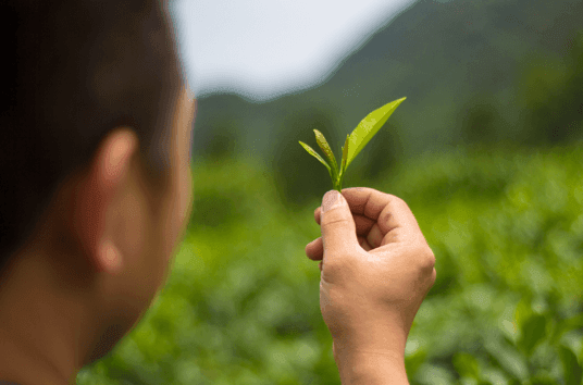 Millennial farmer Deng in his high-mountain tea plantation where IoT sensors are deployed