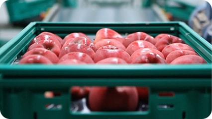 智能水果包装系统