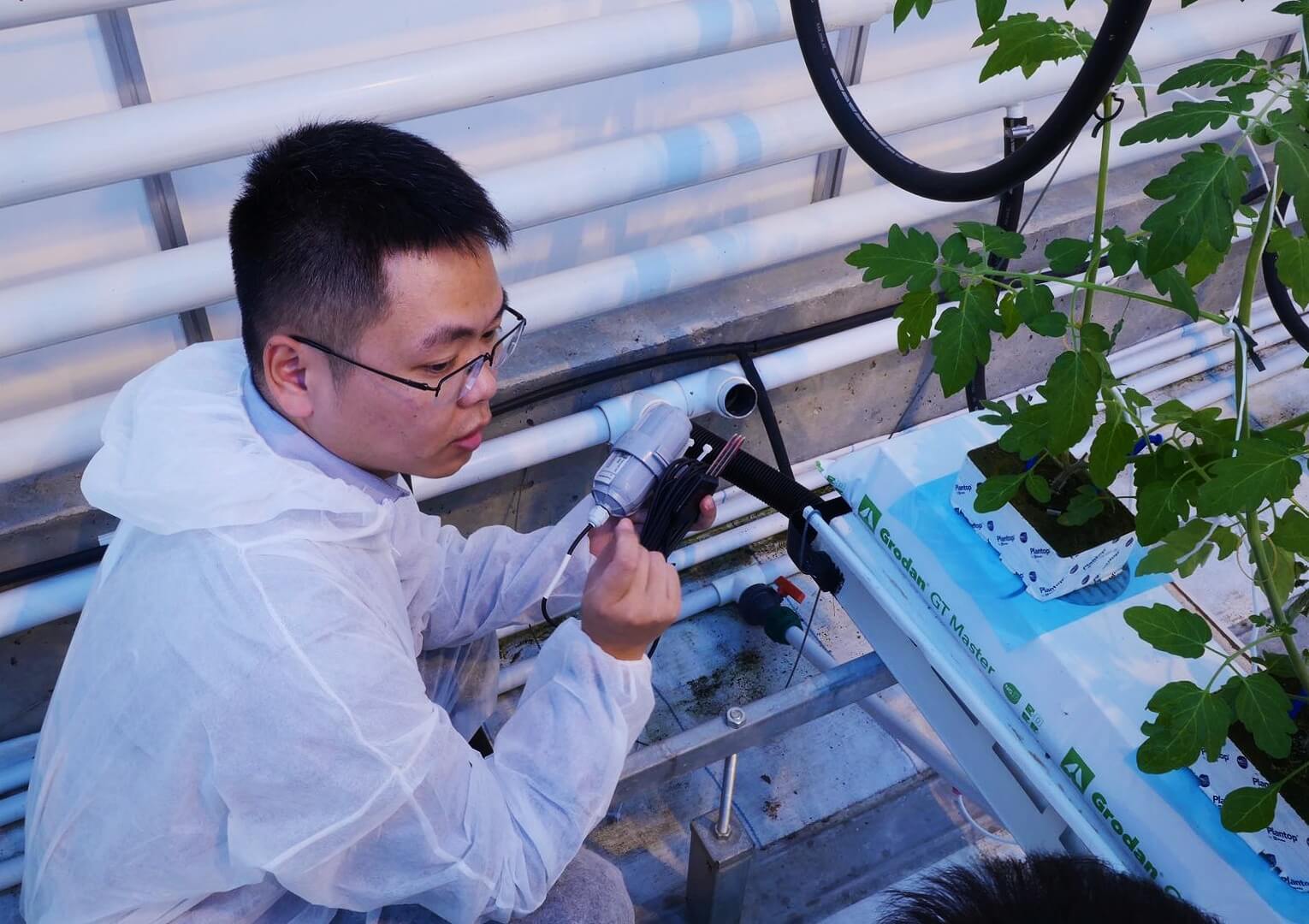 荷兰温室挑战赛团队采用SenseCAP传感器，实现番茄智能种植